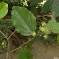 Flacourtia jangomas (Lour.) Raeusch.